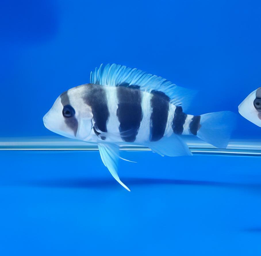 Cyphotilapia Frontosa Burundi 3cm - Real Aquatics
