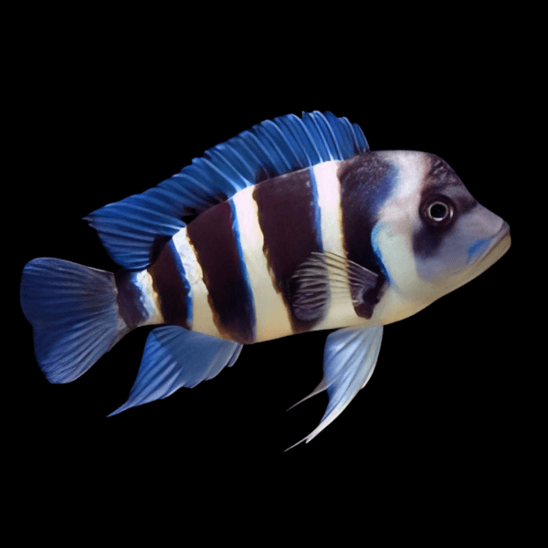 Cyphotilapia Frontosa Burundi 3cm - Real Aquatics
