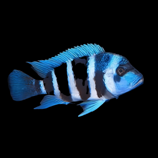 Cyphotilapia Frontosa Blue Zaire Kapampa 3cm - Real Aquatics