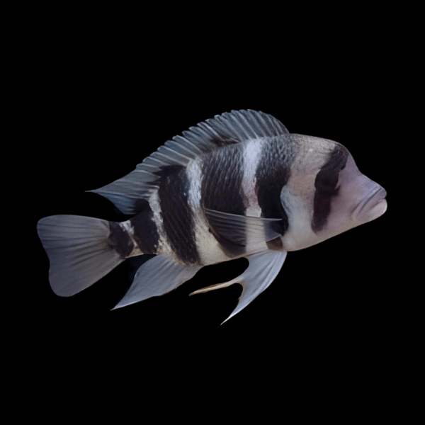 Cyphotilapia Frontosa Kavala 3cm - Real Aquatics