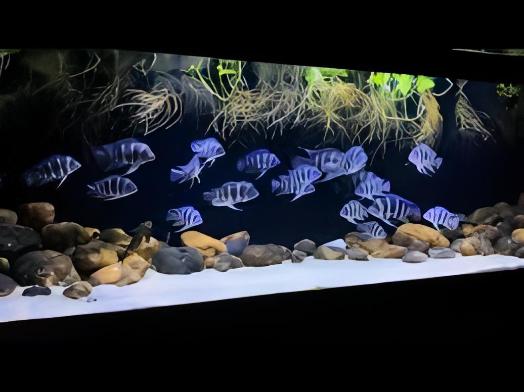 Cyphotilapia Frontosa Kavala 3cm - Real Aquatics