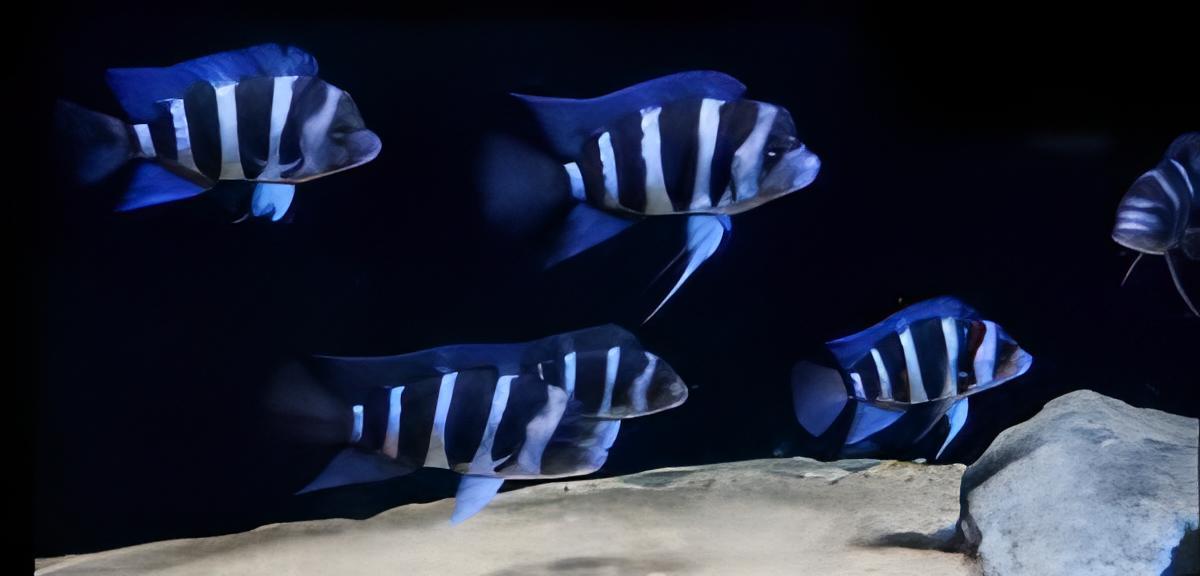 Cyphotilapia Frontosa Blue Zaire Moba 3cm - Real Aquatics