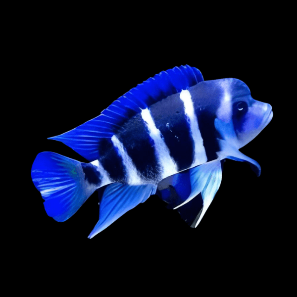Cyphotilapia Frontosa Blue Zaire Moba 3cm - Real Aquatics