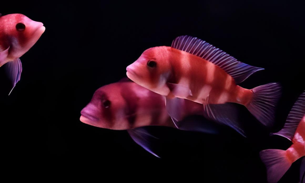 Cyphotilapia Frontosa Red 4cm - Real Aquatics