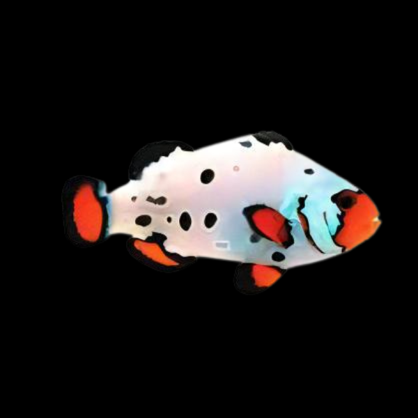 Frostbite Clownfish Amphiprion Ocellaris - Real Aquatics