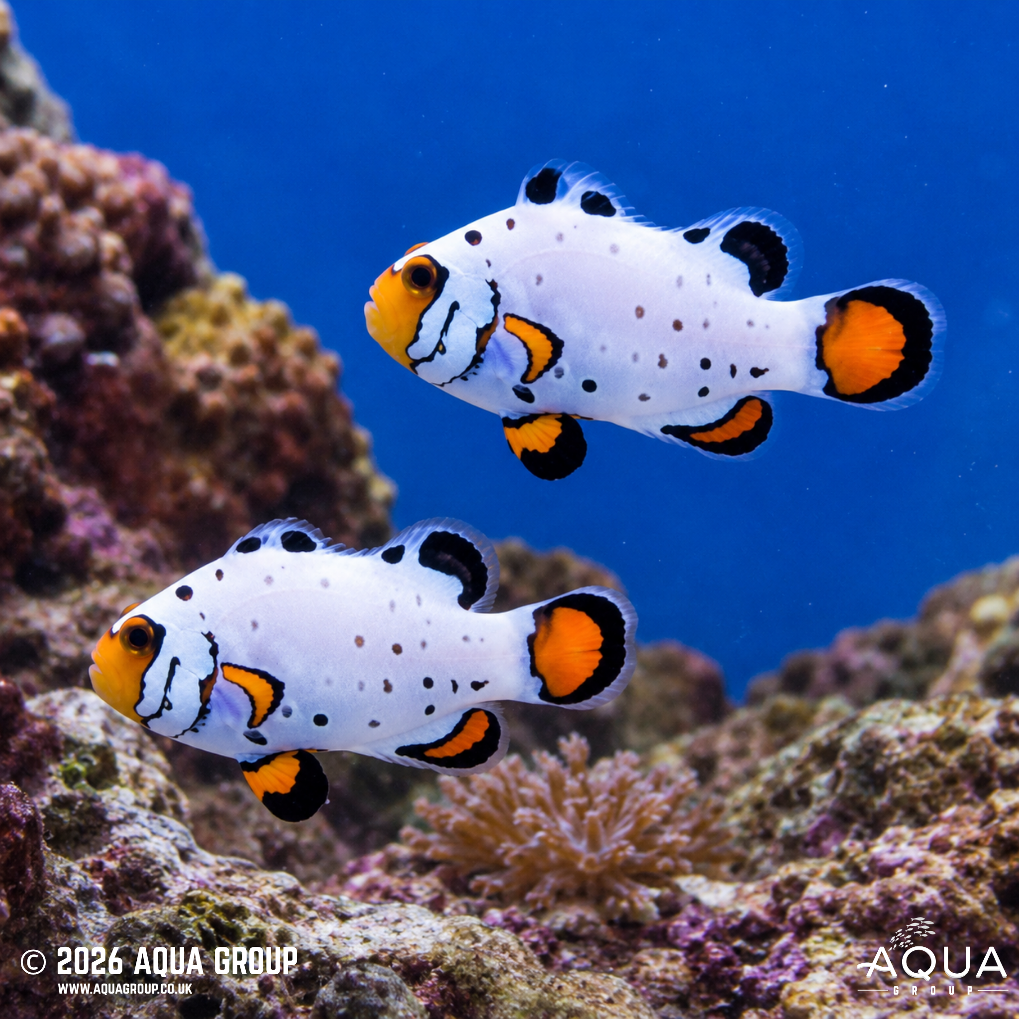 Frostbite Clownfish