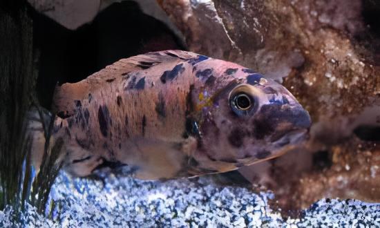 Labidochromis Fuelleborni Orange Blotch Malawi African Cichlid Small 2 Inches - Real Aquatics