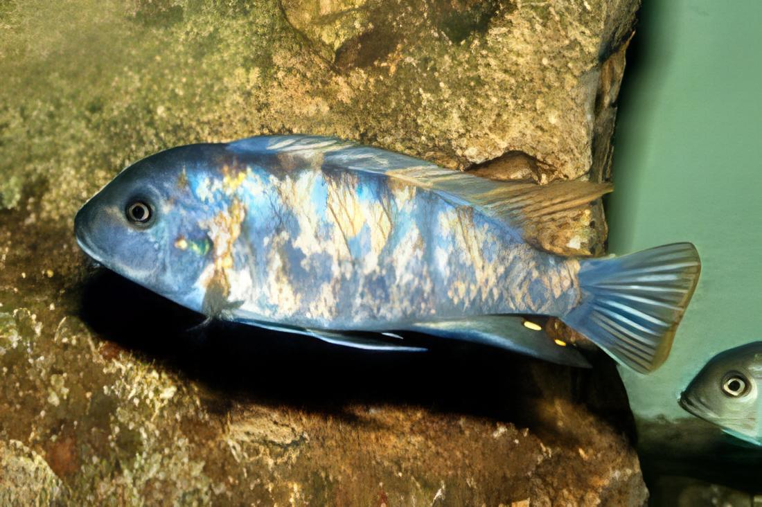 Labidochromis Fuelleborni Orange Blotch Malawi African Cichlid Small 2 Inches - Real Aquatics