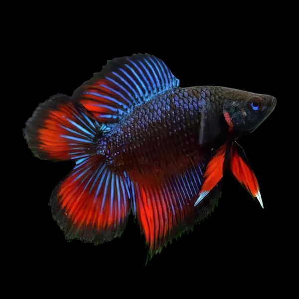 Full Moon Betta Female Black Base 3cm - Real Aquatics