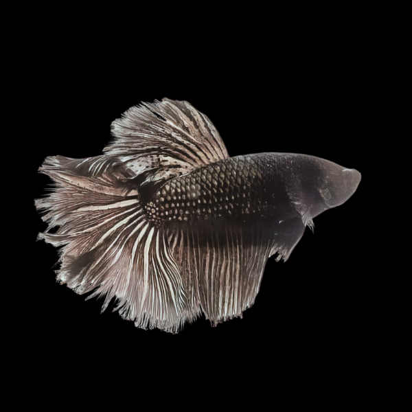 Full Moon Betta Female Black 3cm - Real Aquatics