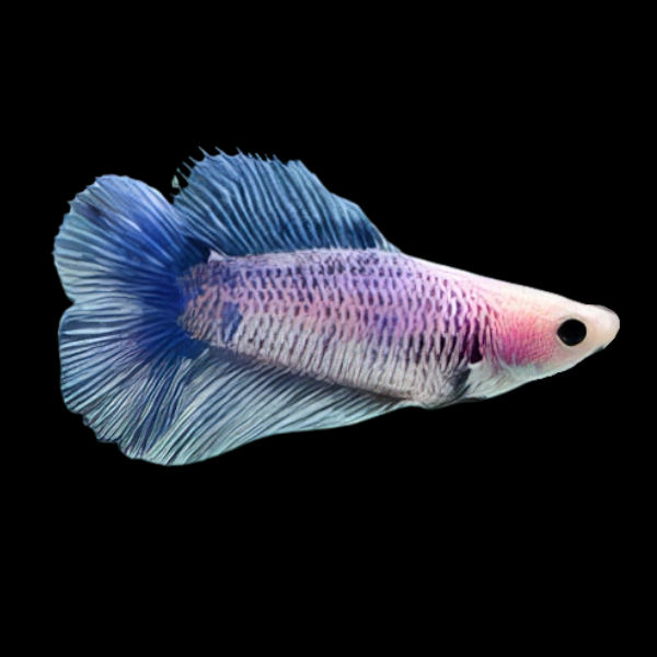 Full Moon Betta Female Blue Base 3cm - Real Aquatics