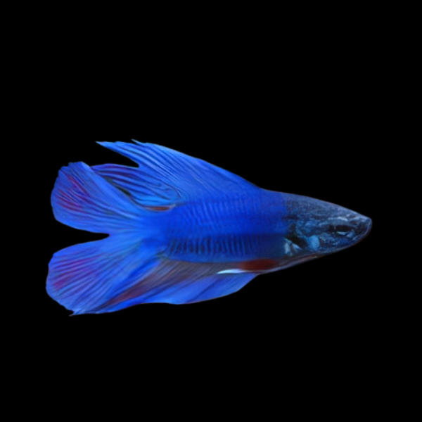 Full Moon Betta Female Blue 3cm - Real Aquatics