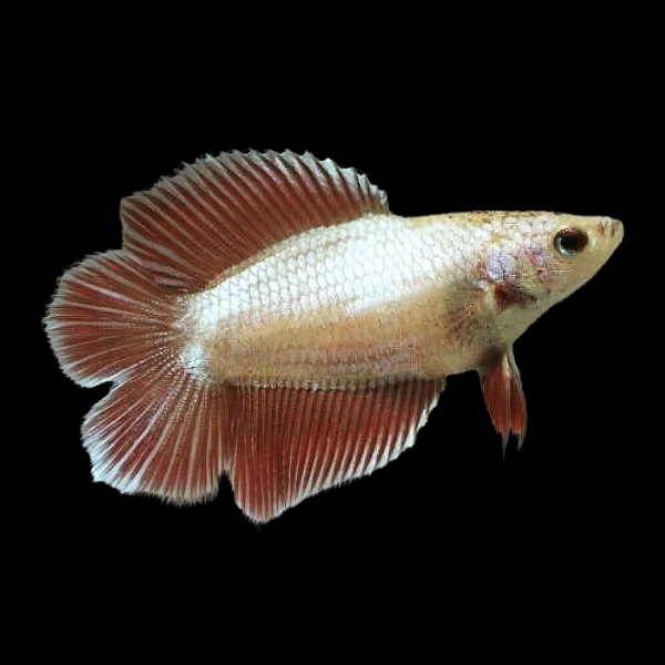 Full Moon Betta Female Copper 3cm - Real Aquatics