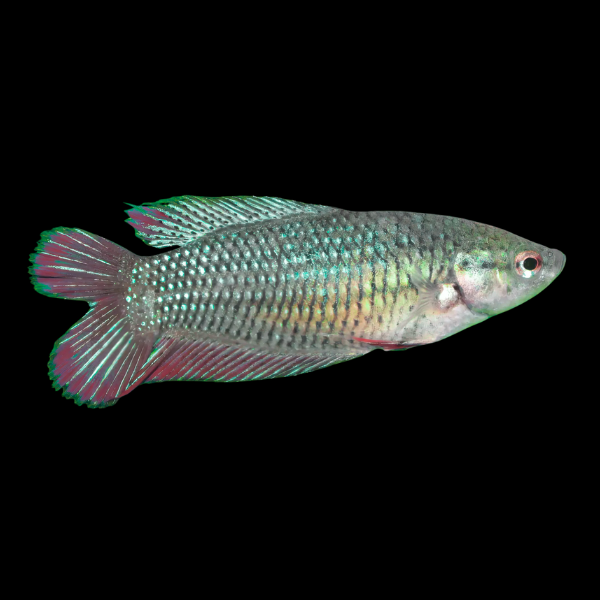 Full Moon Betta Female Green Base 3cm - Real Aquatics