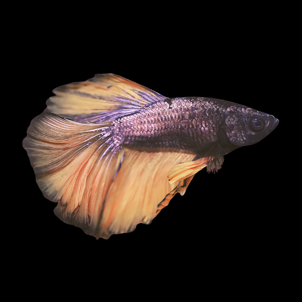 Full Moon Betta Female Mustard Gas 3cm - Real Aquatics
