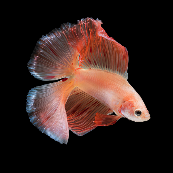Full Moon Betta Female Orange Base 3cm - Real Aquatics