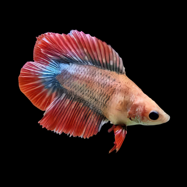 Full Moon Betta Female Pink Base 3cm - Real Aquatics