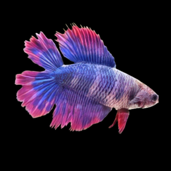 Full Moon Betta Female Purple Base 3cm - Real Aquatics