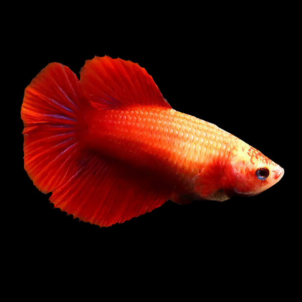 Full Moon Betta Female Red Base 3cm - Real Aquatics