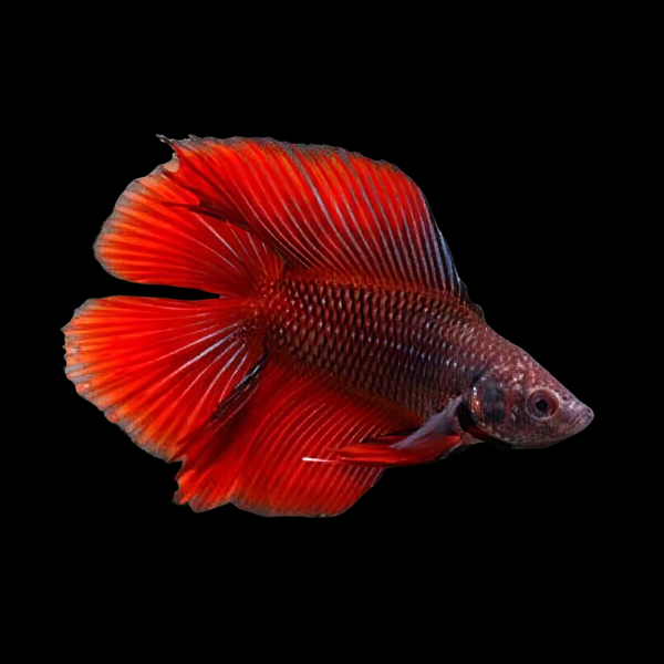 Full Moon Betta Female Red 3cm - Real Aquatics