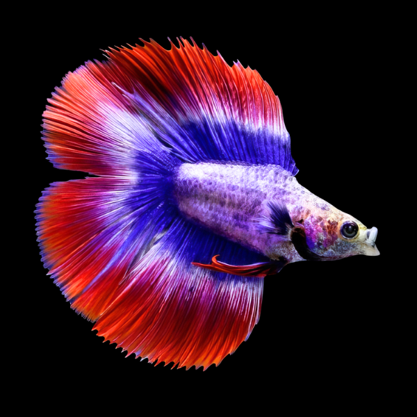 Full Moon Betta Female Tri Colour 3cm - Real Aquatics