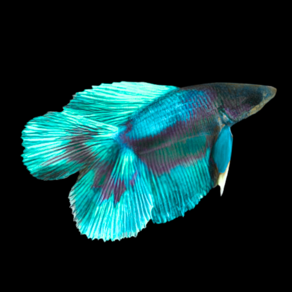Full Moon Betta Female Turquoise Base 3cm - Real Aquatics