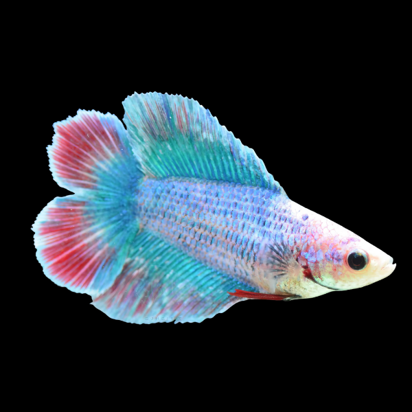 Full Moon Betta Female Turquoise 3cm - Real Aquatics