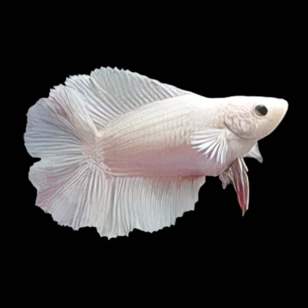 Full Moon Betta Female White Base 3cm - Real Aquatics