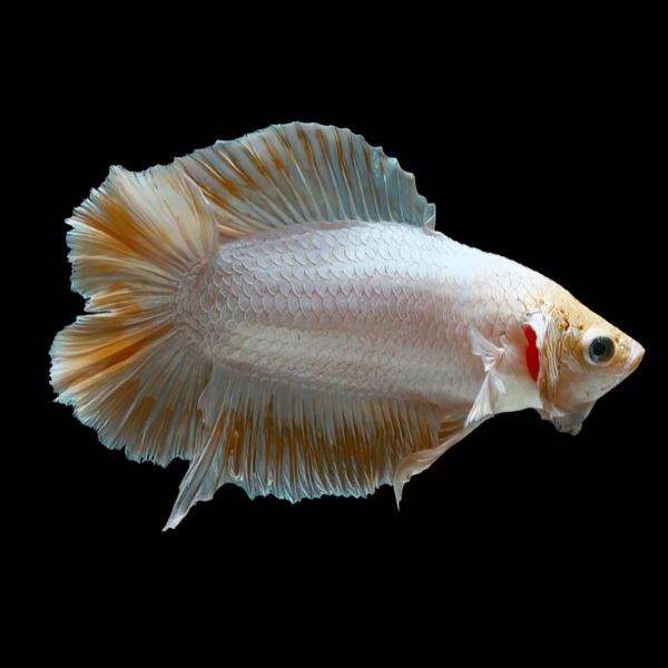 Full Moon Betta Female Yellow Base 3cm - Real Aquatics