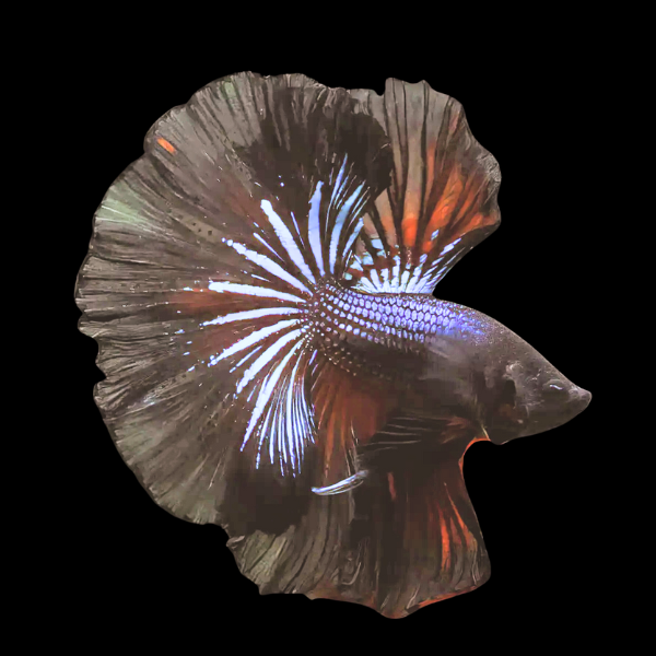 Full Moon Betta Male Black Base 3cm - Real Aquatics