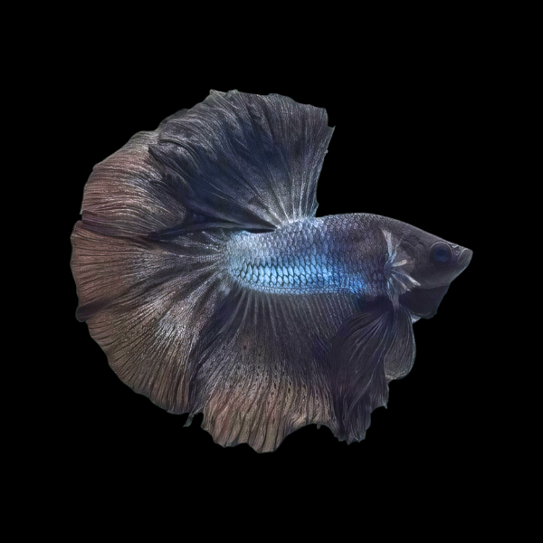 Full Moon Betta Male Black 3cm - Real Aquatics