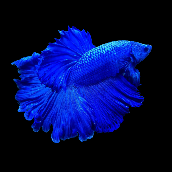 Full Moon Betta Male Blue 3cm - Real Aquatics