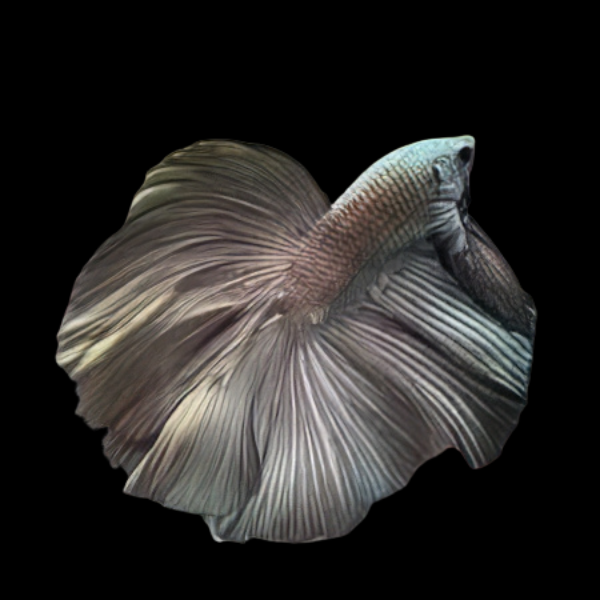 Full Moon Betta Male Copper 3cm - Real Aquatics