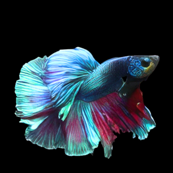 Full Moon Betta Male Green Base 3cm - Real Aquatics