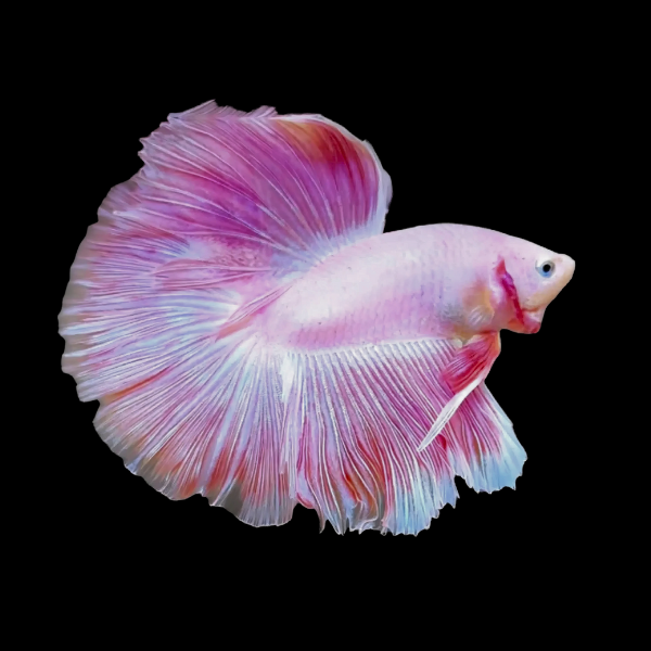 Full Moon Betta Male Pink Base 3cm - Real Aquatics