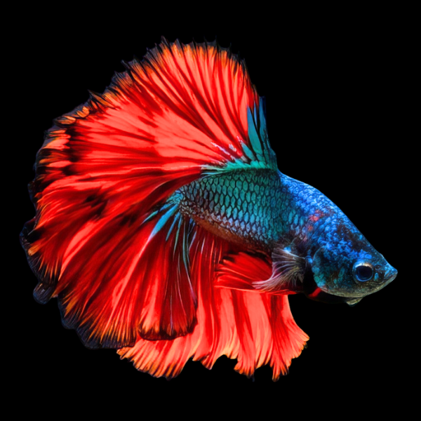 Full Moon Betta Male Red Base 3cm - Real Aquatics