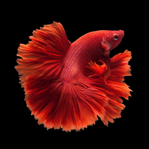 Full Moon Betta Male Red 3cm - Real Aquatics