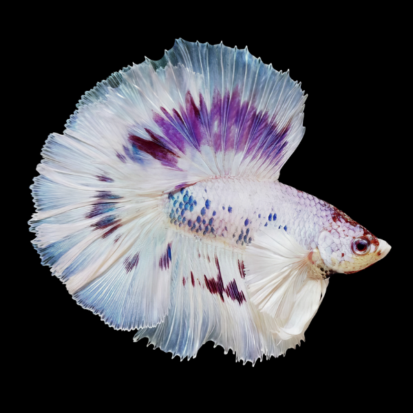 Full Moon Betta Male White Base 3cm - Real Aquatics