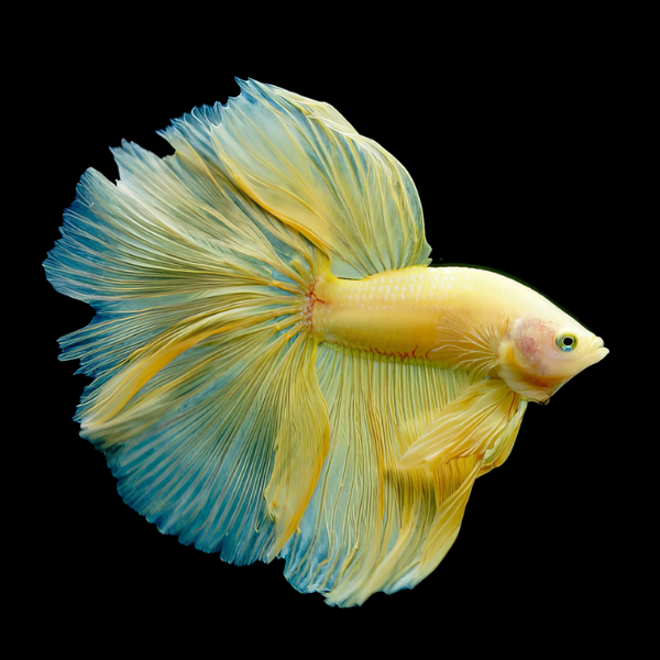 Full Moon Betta Male Yellow Base 3cm - Real Aquatics