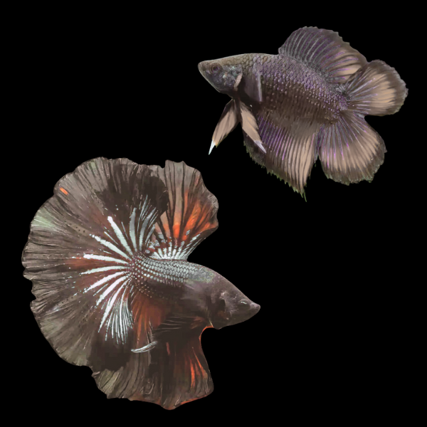 Premium Betta Pair Male & Female Double Tail Black Based 3cm - Real Aquatics