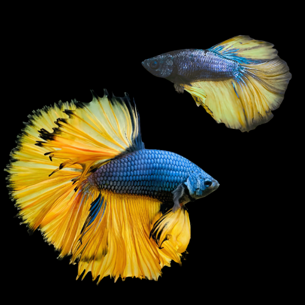 Full Moon Betta Pair Male & Female Mustard Gas 3cm - Real Aquatics