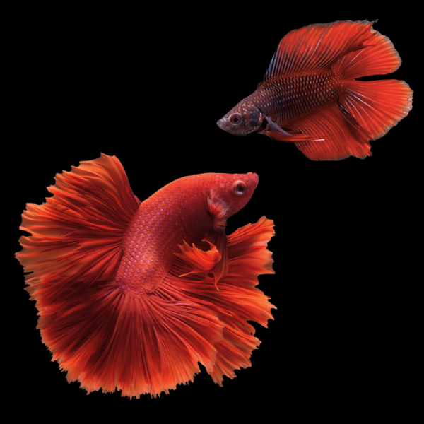 Full Moon Betta Pair Male & Female Red 3cm - Real Aquatics