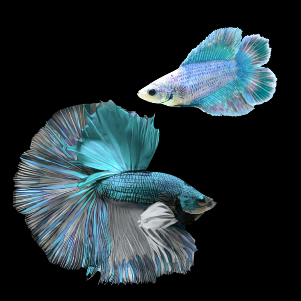 Full Moon Betta Pair Male & Female Turquoise Base 3cm - Real Aquatics