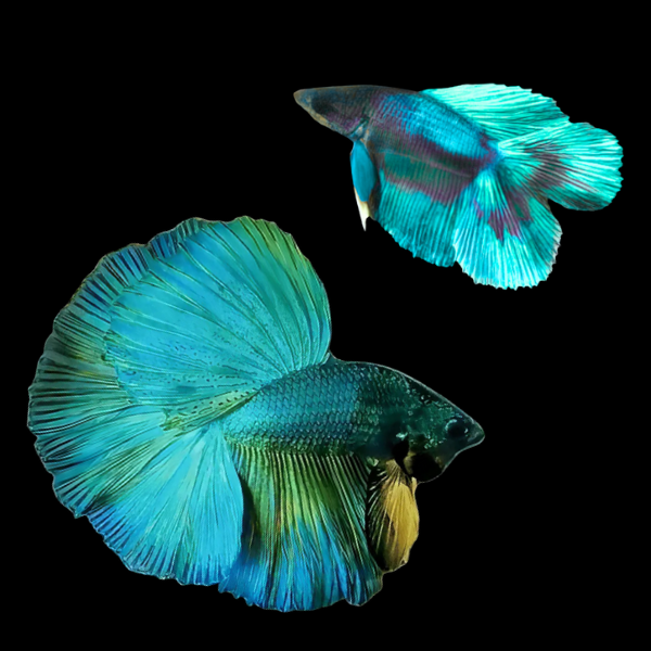 Full Moon Betta Pair Male & Female Turquoise 3cm - Real Aquatics