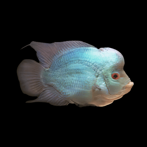Full Pearl Blue Thai Silk Flowerhorn Grade A 12cm Male - Real Aquatics