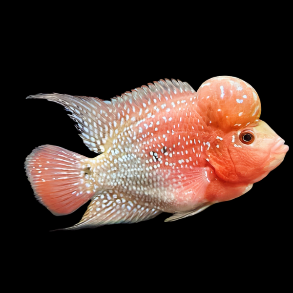 Full Pearl Chinese Zhen Zhu Flowerhorn Grade A 12cm Male | Real Aquatics