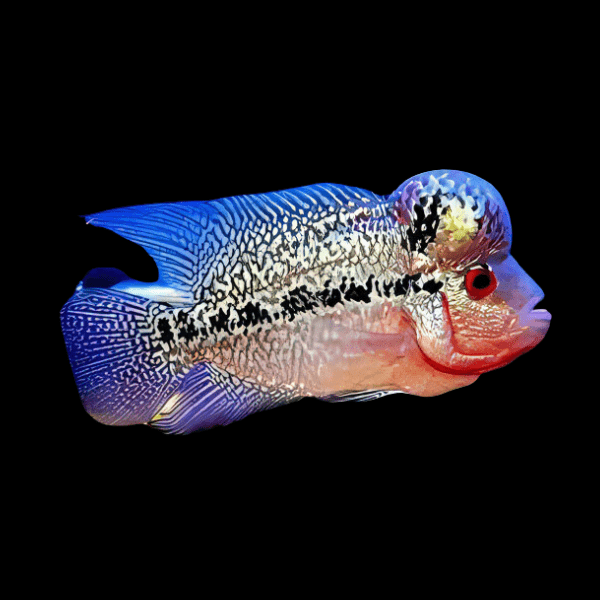Full Pearl Diamond Kamfa Malau Flowerhorn Grade A 12cm Male - Real Aquatics
