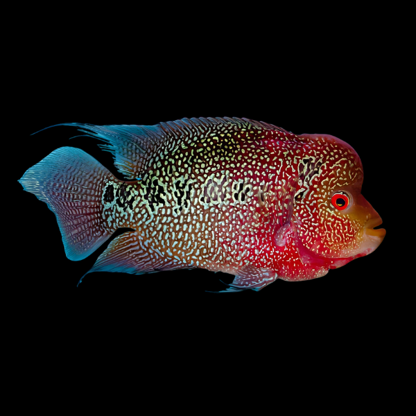 Full Pearl Full Moon Flowerhorn Grade A 12cm Male - Real Aquatics