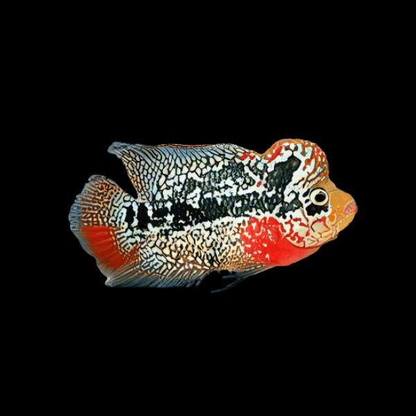 Full Pearl King Kamfa Flowerhorn Grade A 12cm Male - Real Aquatics