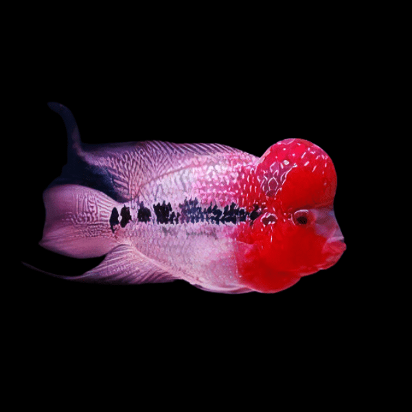 Full Pearl Red Dragon Flowerhorn Grade A 12cm Male - Real Aquatics